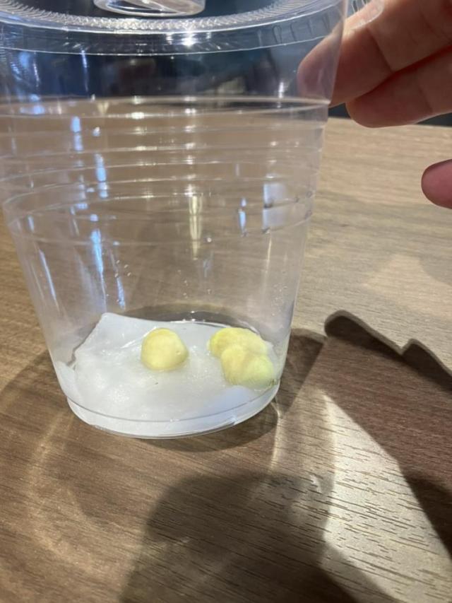 初夏のたより
